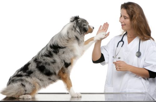 Atendimento e cuidado em negócios para animais de estimação